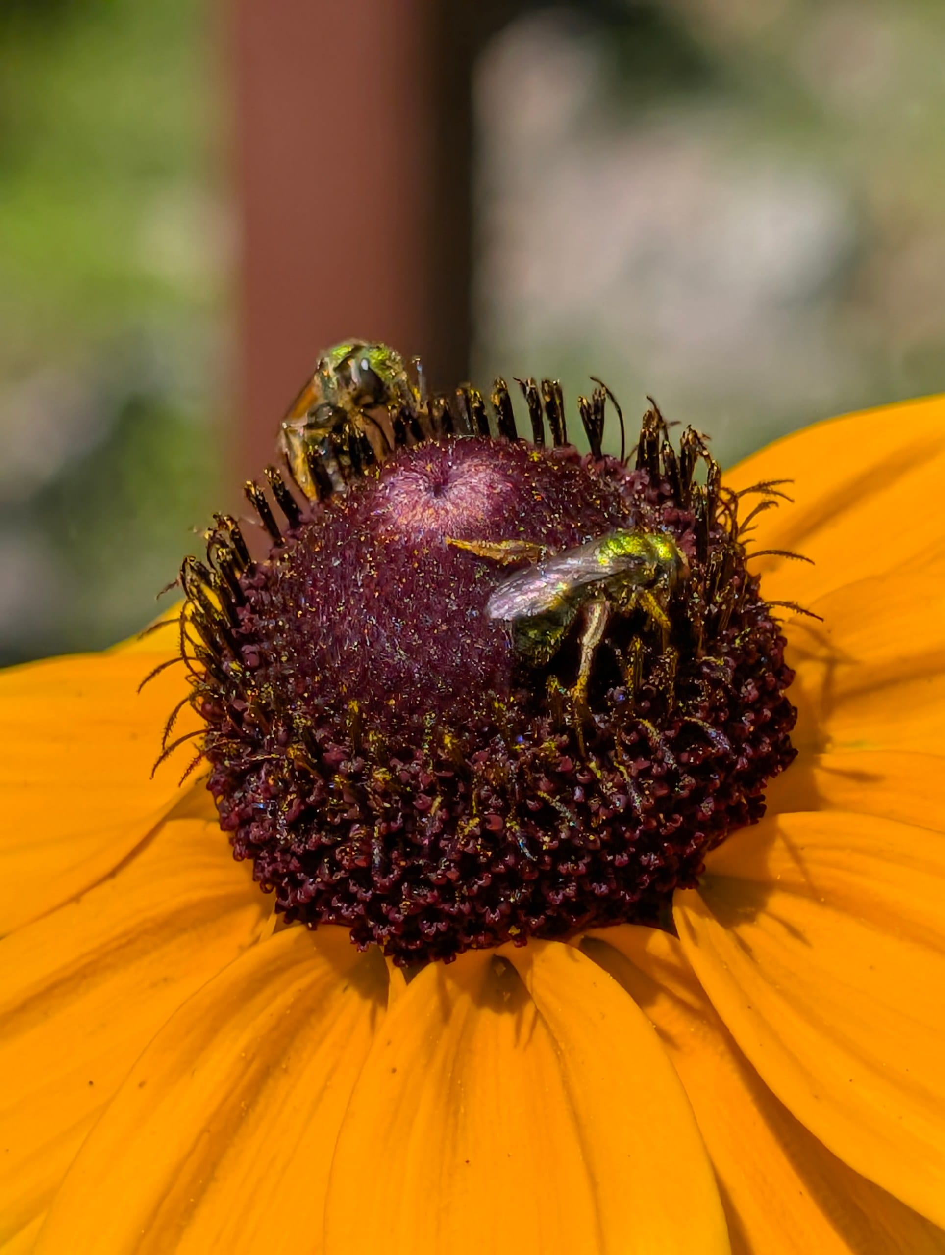 Close-up of two metallic green bees covered in pollen sitting on the textured dark center of a vibrant yellow flower.