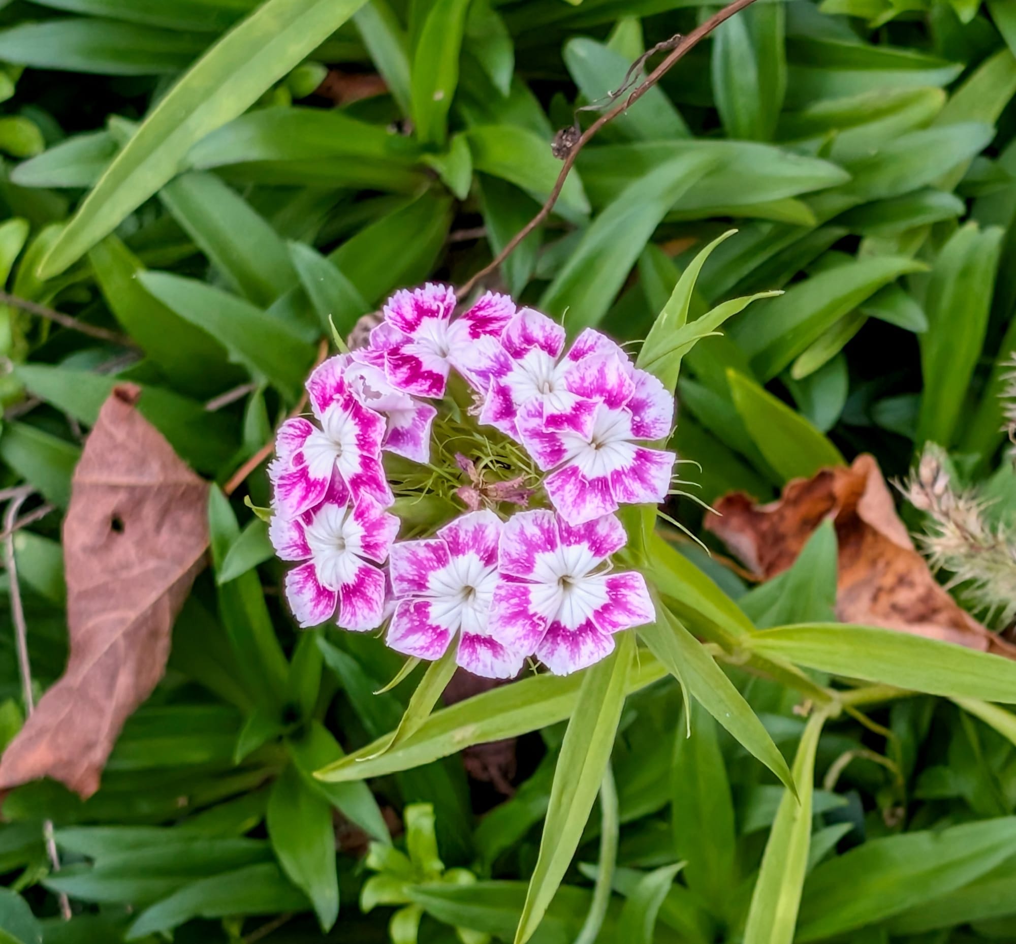 A close-up overhead view of a circular cluster of white and magenta sweet william flowers surrounded by green leaves.